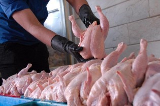 محموله‌های صادراتی مرغ پشت درهای بسته عراق