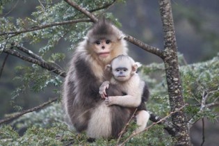 عکس غمگین ترین میمون دنیا انتشار داده شد
