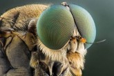 تصاویر/ نمای نزدیک از چشم حشرات
