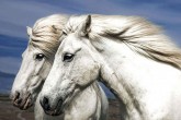 تصاویر/ اسب های وحشی در کوه های کشور ایسلند