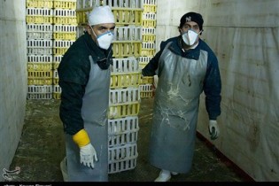معدوم‌سازی 4 میلیون مرغ آلوده به آنفلوآنزا