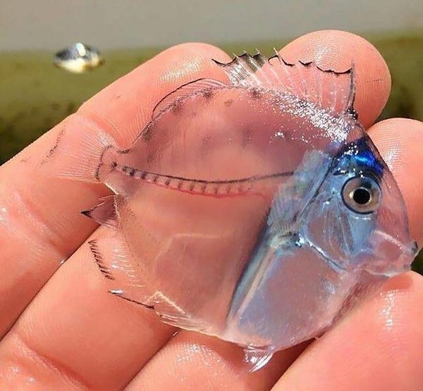 جراح ماهی شفاف در آبهای نیوزیلند دیده می شود.آنها تا 30 سانتی متر می توانند رشد کنند.
