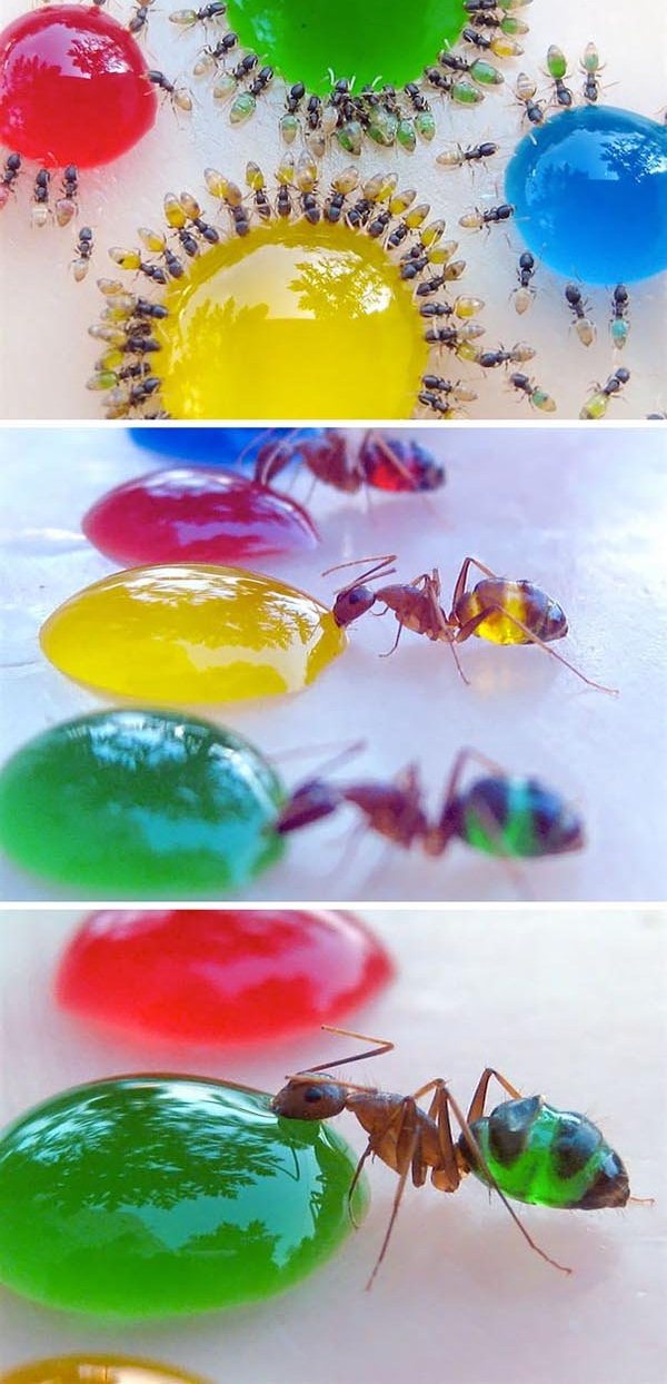 مورچه فرعون شفاف که 2 میلی متری است و با خوردنی نوشیدنی رنگی ،به همان رنگ درمی آید.
