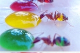 مورچه فرعون شفاف که 2 میلی متری است و با خوردنی نوشیدنی رنگی ،به همان رنگ درمی آید.