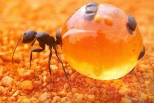 با مورچه عسل بیشتر آشنا شوید + تصاویر