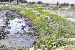 آبیاری سبزیجات با آب فاضلاب تهدیدی برای سلامت انسان