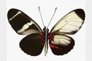اصلاح ژنتیکی و نقش آن در تغییر طرح بال پروانه ها + تصاویر
