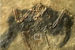 کشف فسیل 48 میلیون ساله پرنده در آلمان+ عکس