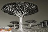 تصاویر/ قدیمی ترین درختان دنیا را ببینید