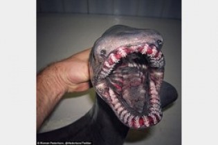 کشف شگفت انگیزترین کوسه ماهی با 300 دندان