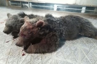 تصویر / مرگ یک خرس ماده و توله اش بر اثر تصادف