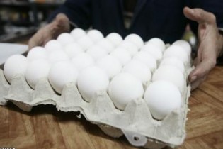 تخم مرغ را گران‌تر از شانه‌ای ۱۲۶۰۰ تومان نخرید