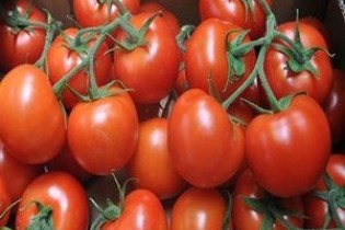 استدلال عجیب درباره گرانی قیمت گوجه