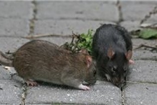 موش‌های آدم‌خوار درتهران صحت ندارند