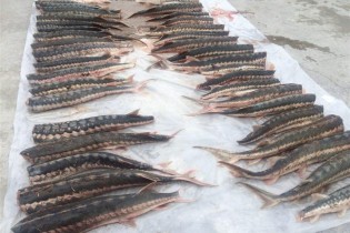 ماهیان خاویاری قاچاق در دریای خزر کشف شد