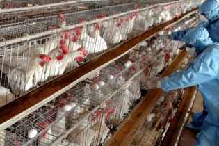 آنفلوآنزای پرندگان ابتلای انسانی در ایران نداشته است