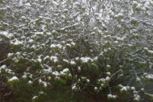 احتمال بارش برف بهاری در تهران