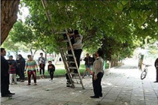 کودک بازی گوش بالای درخت گیر افتاد+ عکس کودک بازی گوش بالای درخت گیر افتاد+ عکس