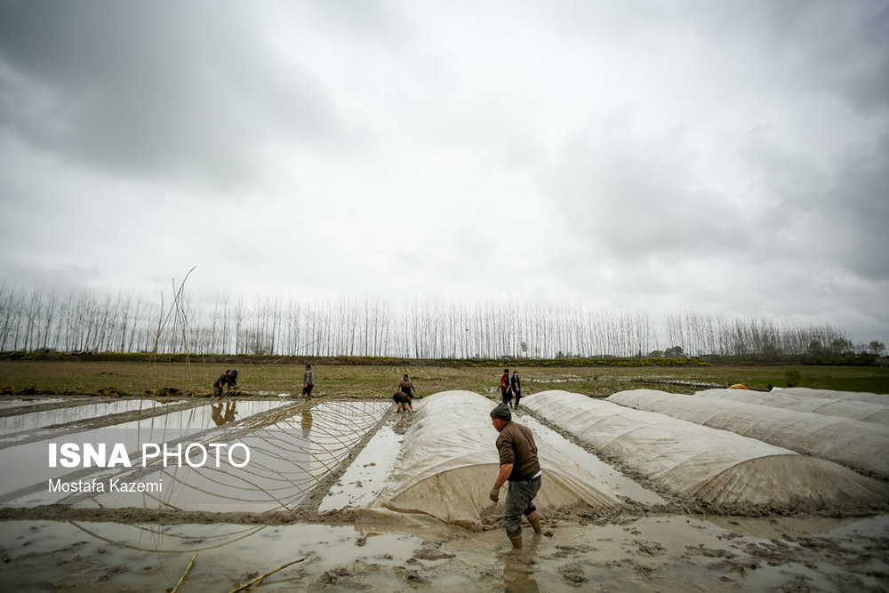 کشاورزان روستای گرزمون از توابع شهاب لیلم ساری در حال آماده سازی شالیزار‌های خود در سال جدید هستند. بیشتر درآمد مردم روستا از کشت برنج است.