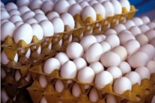 تولید تخم مرغ 20 درصد کاهش یافت/میانگین قیمت درب مرغداری ۶۰۰۰ تومان