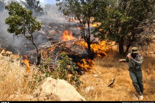 آتش زدن مزارع تهدیدی برای جنگل‌های گلستان