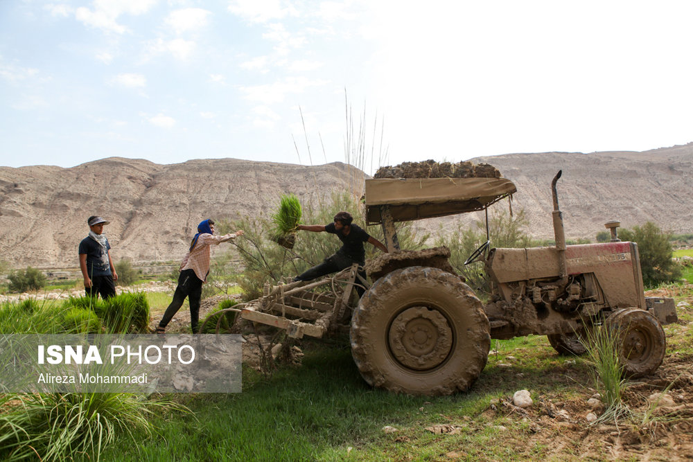استان خوزستان پس از استان‌های گیلان و مازندران با تأمین ۹ درصد برنج کشور سومین استان کشور از نظر تولید برنج با کیفیت است.