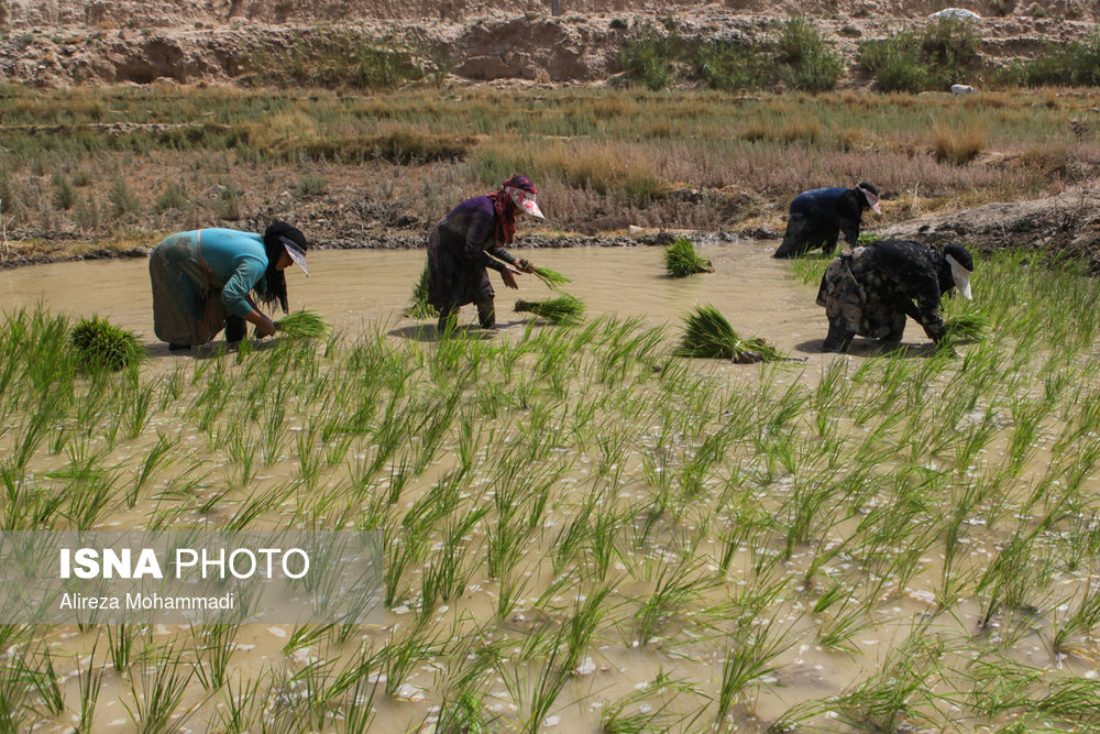 کشت برنج در باغملک - خوزستان