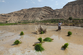 مهم‌ترین مناطق کشت برنج شهرستان باغملک بخش‌های صیدون و میداوود است