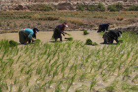 کشت برنج در باغملک - خوزستان