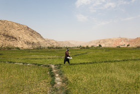 استان خوزستان پس از استان‌های گیلان و مازندران با تأمین ۹ درصد برنج کشور سومین استان کشور از نظر تولید برنج با کیفیت است.