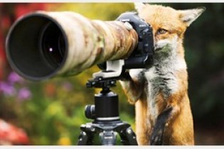 روباه عکاس +تصاویر دیدنی