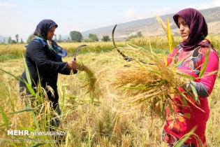 توقف کشت برنج در استان های غیرشمالی طی سه تا پنج سال آینده