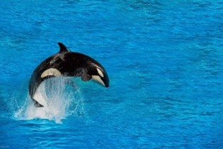 خطر انقراض نیمی از نهنگ‌های قاتل جهان به دلیل آلودگی‌