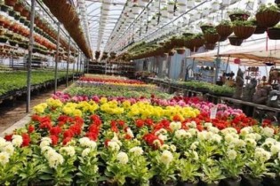 اکثر همسایه‌های ایران نمی‌توانند گل زینتی تولید کنند