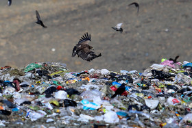 جستجوی عقاب در میان زباله‌های تازه تخلیه شده در منطقه غیر استاندارد دفع زباله شهرستان ملایر.
