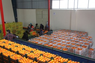 جزئیات تنظیم بازار میوه شب عید/ ذخیره سازی ٧٠ هزارتن سیب و پرتقال