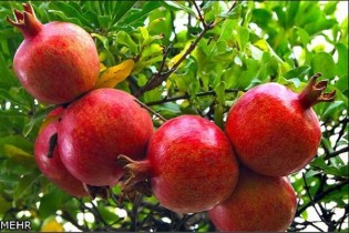 وضعیت بازار میوه در آستانه یلدا/نرخ انار از ٥ تا ١٣هزار تومان