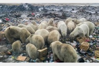 جولان خرس های قطبی در میان زباله ها