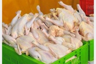افزایش قیمت مرغ ناشی از سودجویی است/مرغ گران نخرید