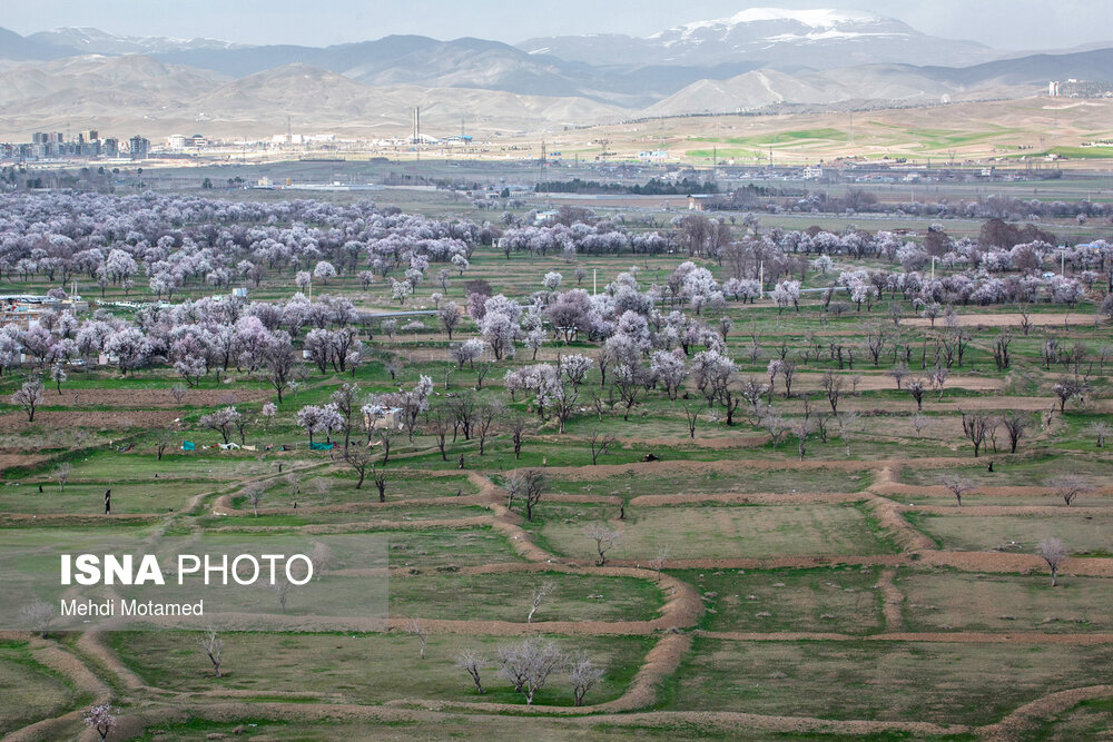 آخرین نفس‌های باغستان هزارساله قزوین در سراشیبی توسعه