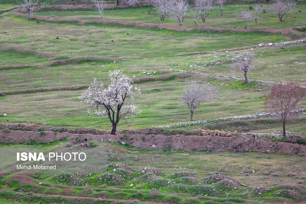 آخرین نفس‌های باغستان هزارساله قزوین در سراشیبی توسعه