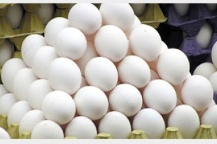 افزایش عرضه تخم مرغ را ارزان کرد
