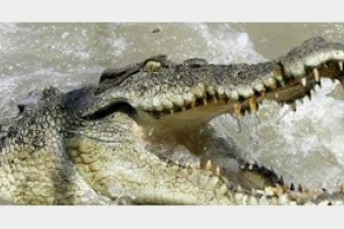خطرناک تر شدن تمساح ها بر اثر گرما