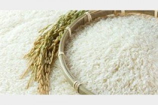 برنج ایرانی 15 درصد ارزان شد