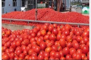 رب گوجه فرنگی ارزان می شود