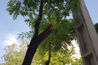 قاتل درختان در شمال تهران دستگیر شد