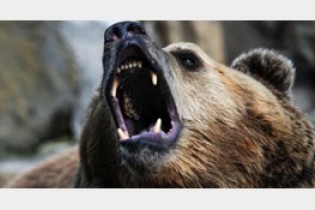 حمله خرس به یک گردشگر