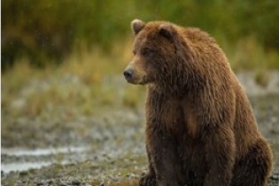 حمله خونین خرس وحشی به چوپان کوهرنگی