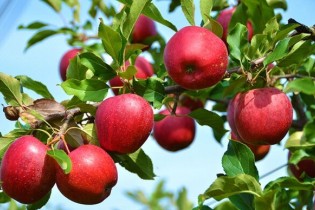 سیب‌هاروی دست کشاورزان اهری ماند/صنایع تبدیلی حلقه مفقوده سیب اهر