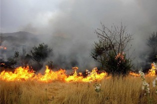 امسال ۱۶۰ هکتار از منابع طبیعی استان قزوین در آتش سوخت